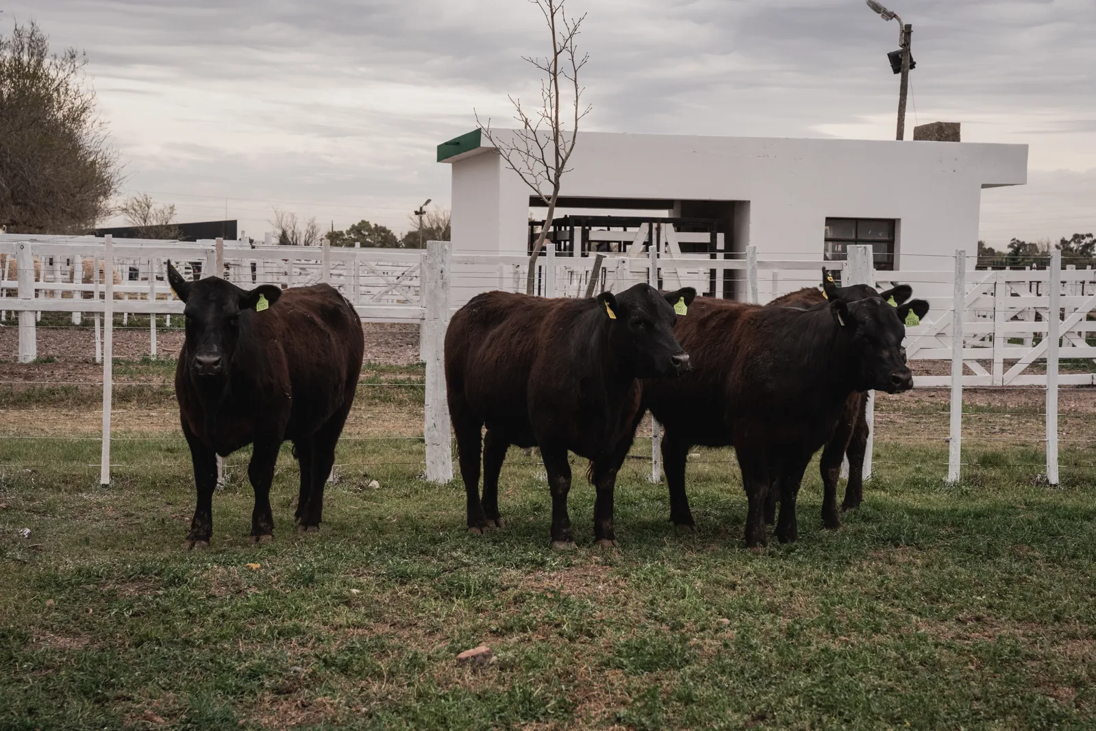 Lote de Angus en el predio · edición anterior