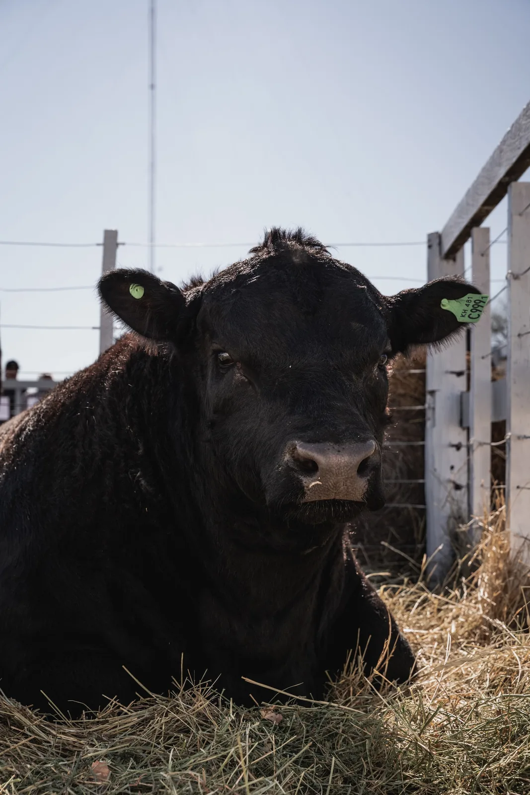 Angus en los corrales · edición anterior