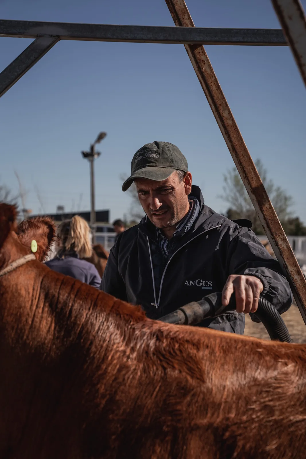 Preparación de los animales antes de la pista · edición anterior