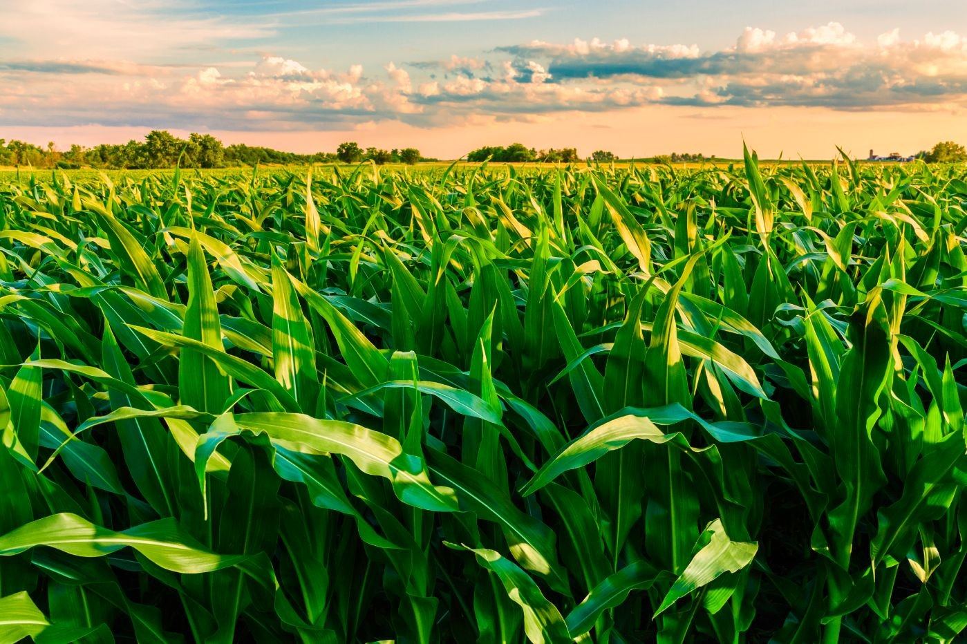 Hectáreas bajo riego en el Valle Inferior