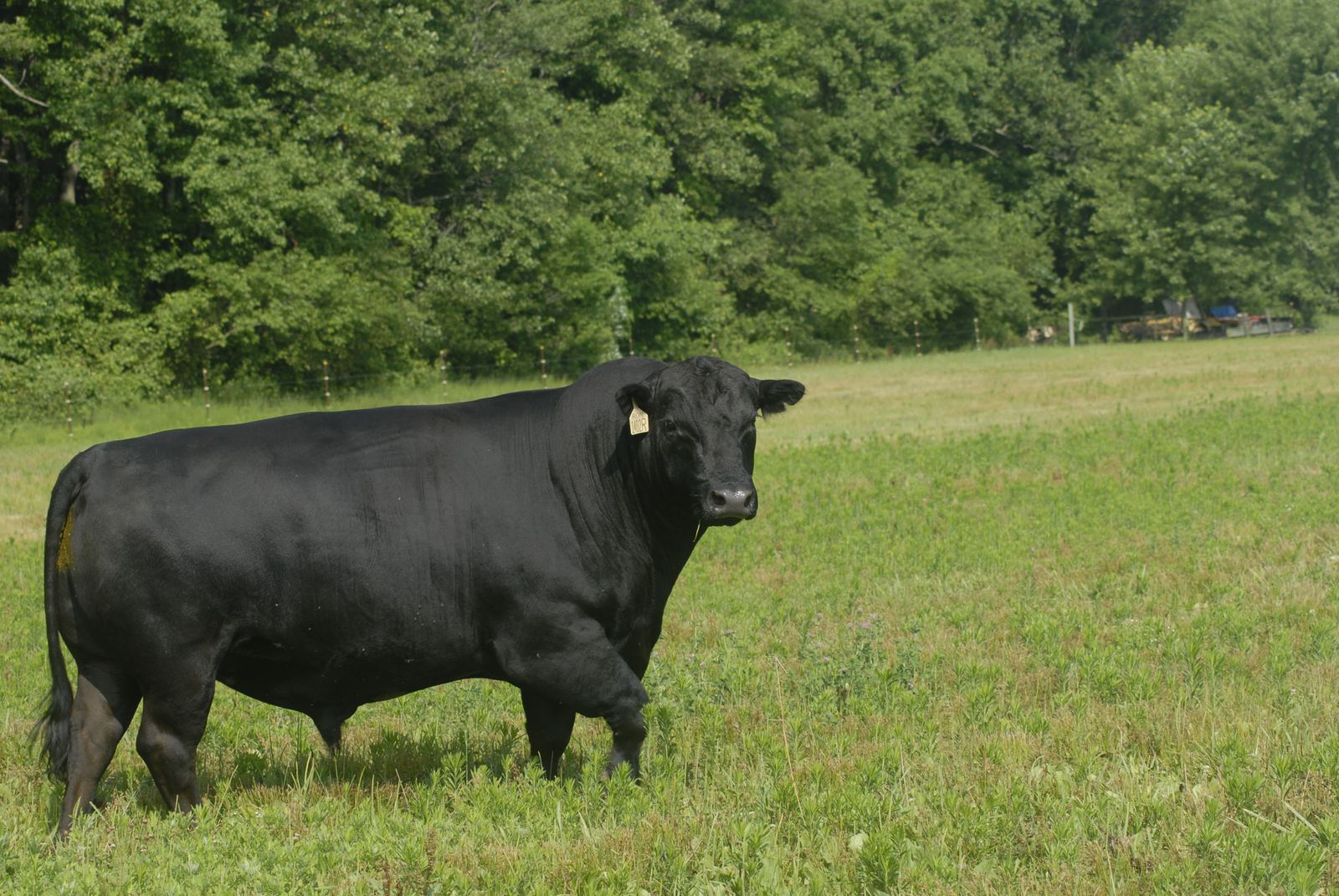 Angus