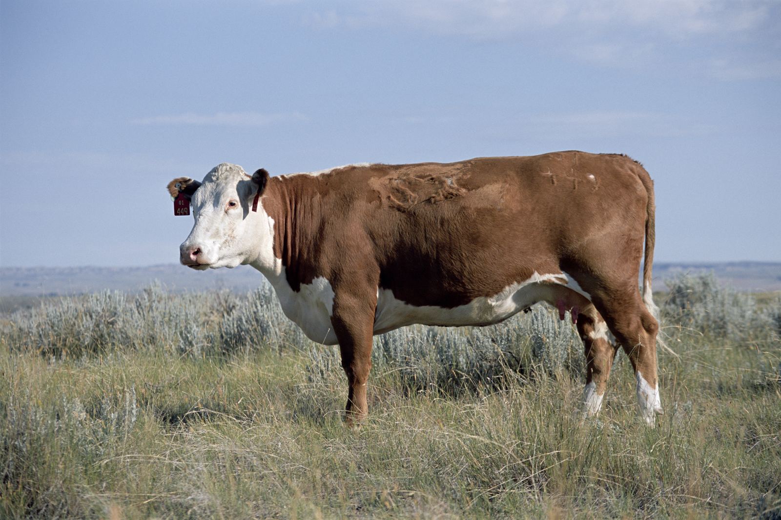 Hereford