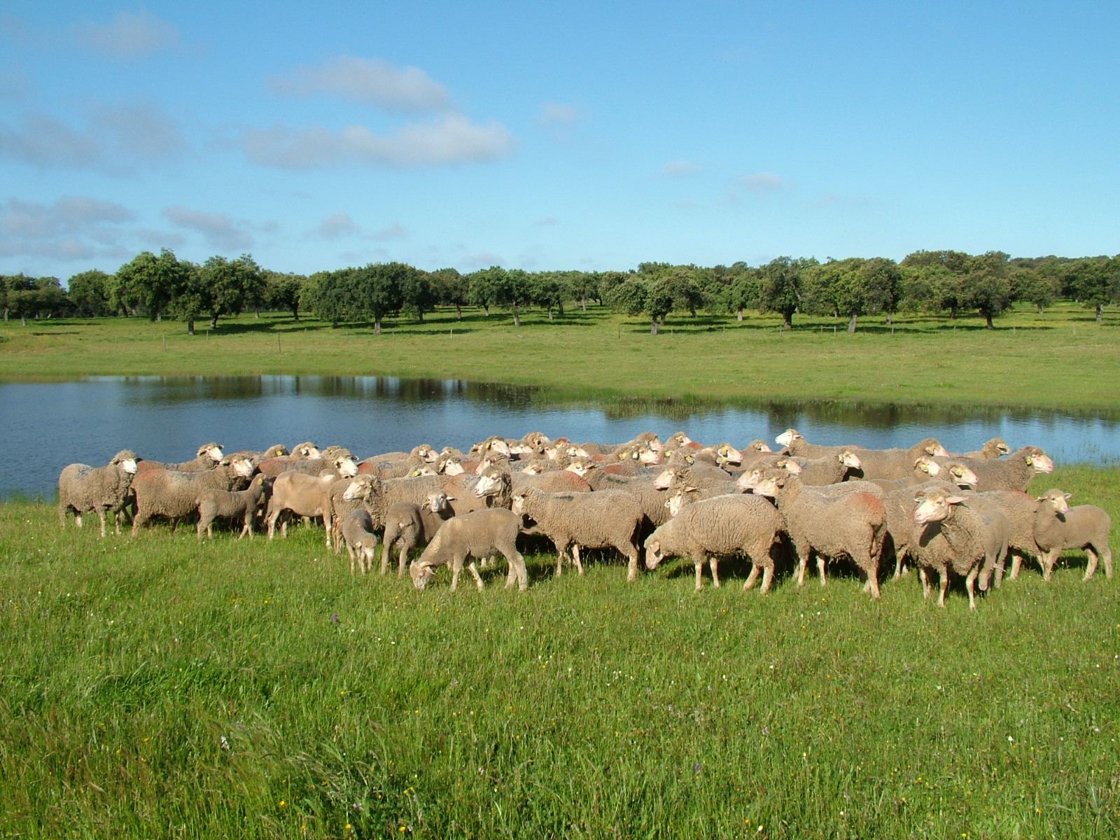 Merino
